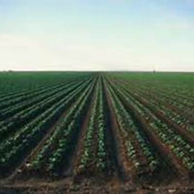 Timeline: Japinese immirgant story (Timeline Project)