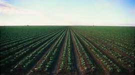 Timeline: Japinese immirgant story (Timeline Project)