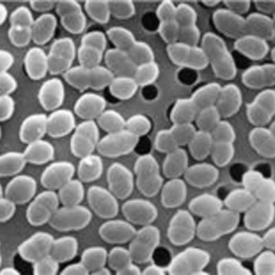 Timeline: Vancomycin-Resistant Enterococcus