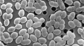 Timeline: Vancomycin-Resistant Enterococcus