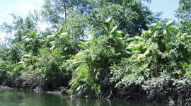 Timeline: Parques Nacionales Naturales de Colombia: 184 años de conservación
