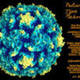 Poliovirus