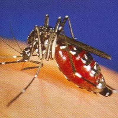 Timeline: West Nile Encephalitis