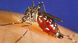 Timeline: West Nile Encephalitis