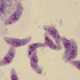 Toxoplasma