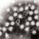Norovirus 4