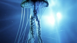 Timeline: hawaii and stuff