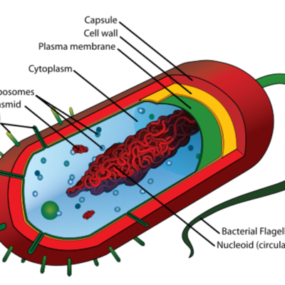 Timeline: Understanding Cell Theory