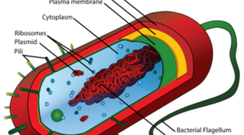 Timeline: Understanding Cell Theory