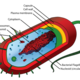 Average prokaryote cell  en.svg
