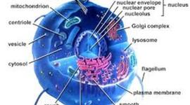 Timeline: The origin of the cell theory