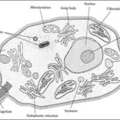 Timeline: The Development of Cell Theory