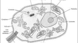 Timeline: The Development of Cell Theory