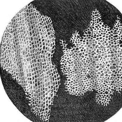 Timeline: The Cell Theory and the Disprovment of Spontaneous Generation