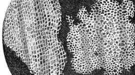 Timeline: The Cell Theory and the Disprovment of Spontaneous Generation