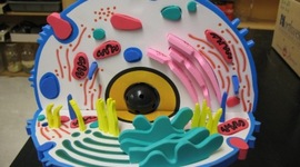 Timeline: Cell Theory Timeline