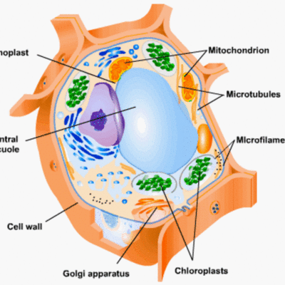 Timeline: Cell Theory