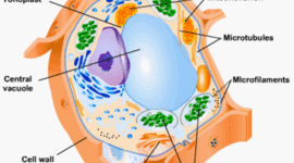 Timeline: Cell Theory