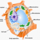 Other organelles