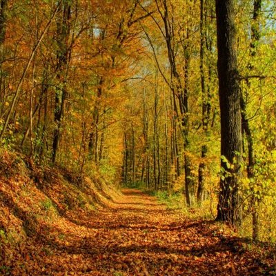 Timeline: Línea de tiempo