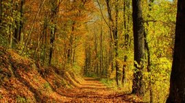 Timeline: Línea de tiempo