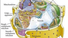 Timeline: Cell Theory