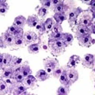 Timeline: Cell Theory