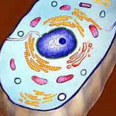Timeline: Cell Theory