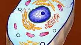 Timeline: Cell Theory