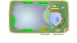 Timeline: cell theory