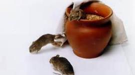 Timeline: Inventions and Discoveries that Steered People Away from Spontaneous Generation