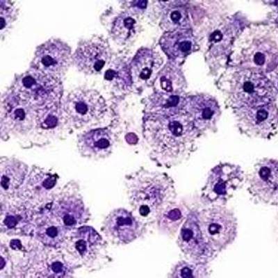 Timeline: Cell Theory Timeline