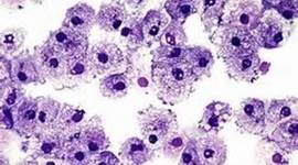 Timeline: Cell Theory Timeline