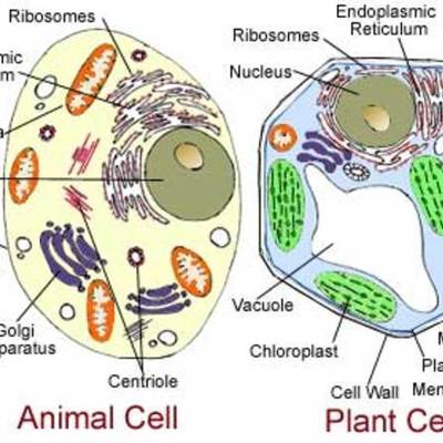 Timeline:  development of cell theory