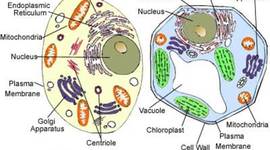 Timeline:  development of cell theory