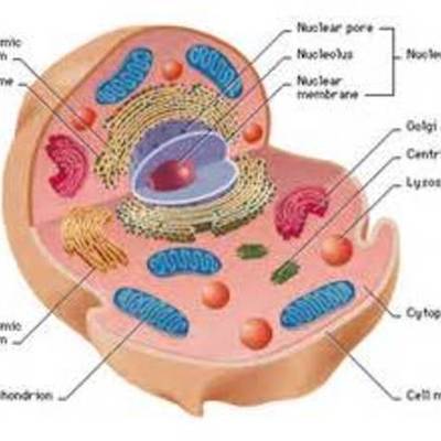 Timeline: Development of Cell Theory