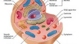 Timeline: Development of Cell Theory