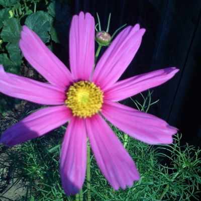 Timeline: EL Proficiency Level Continuum