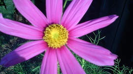 Timeline: EL Proficiency Level Continuum