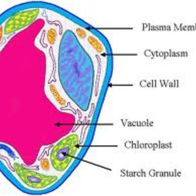 Timeline: Cell Theory