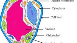 Timeline: Cell Theory