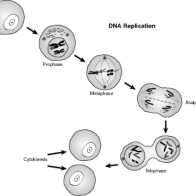 Timeline: Cell Theory