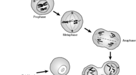 Timeline: Cell Theory