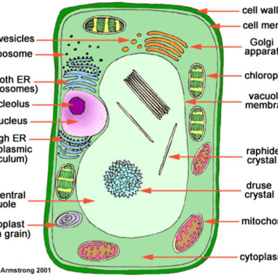Timeline: Cell Theory