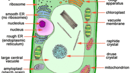 Timeline: Cell Theory