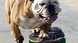 Timeline: Skateboarding