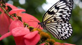 Timeline: El ciclo de vida de la mariposa