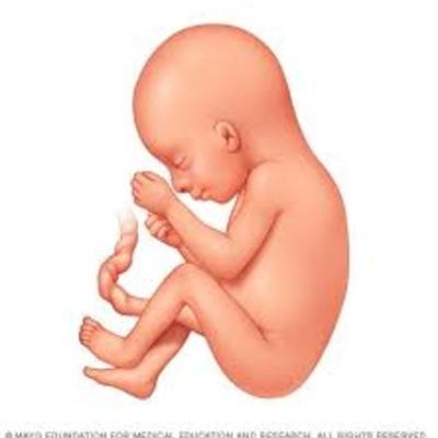 Timeline: From Gamete To Birth