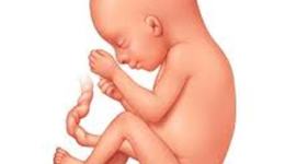 Timeline: From Gamete To Birth