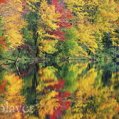 Timeline: Noelle's Timeline